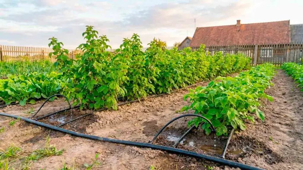 lašelinė laistymo sistema