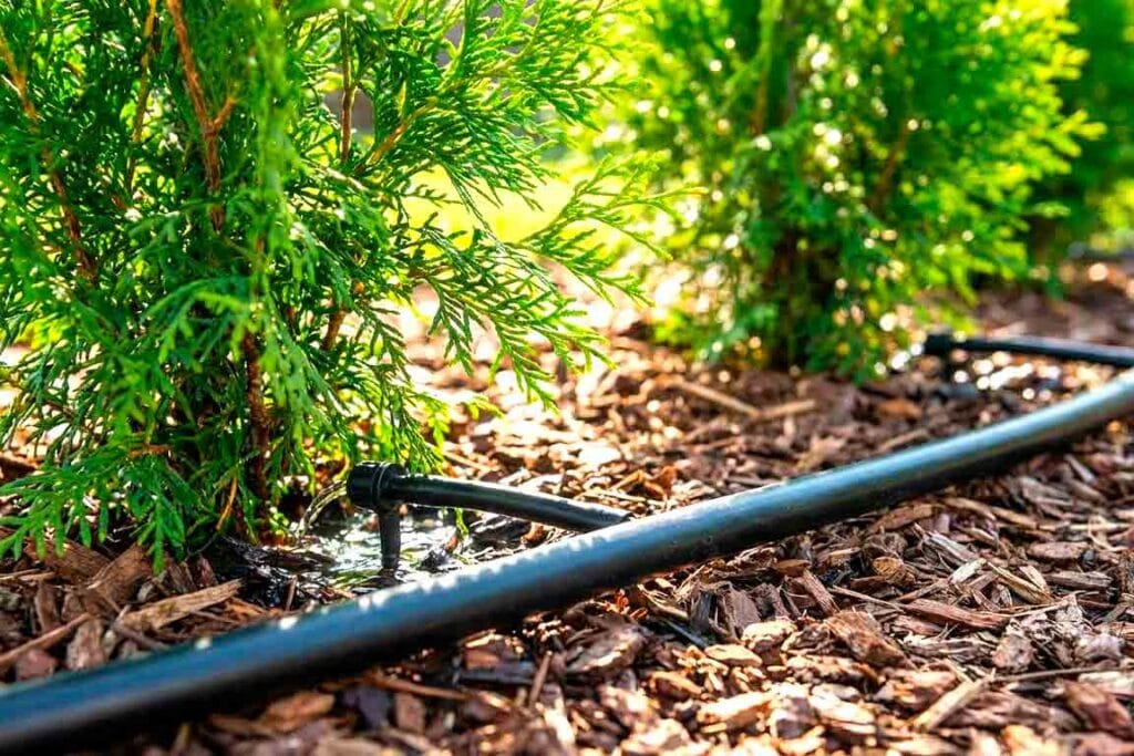 Tujų laistymo sistema