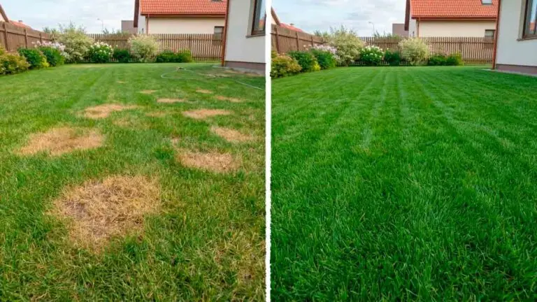 Sausos dėmės vejoje: kodėl laistymas nepadeda ir kaip tai išspręsti kartą ir visiems laikams?