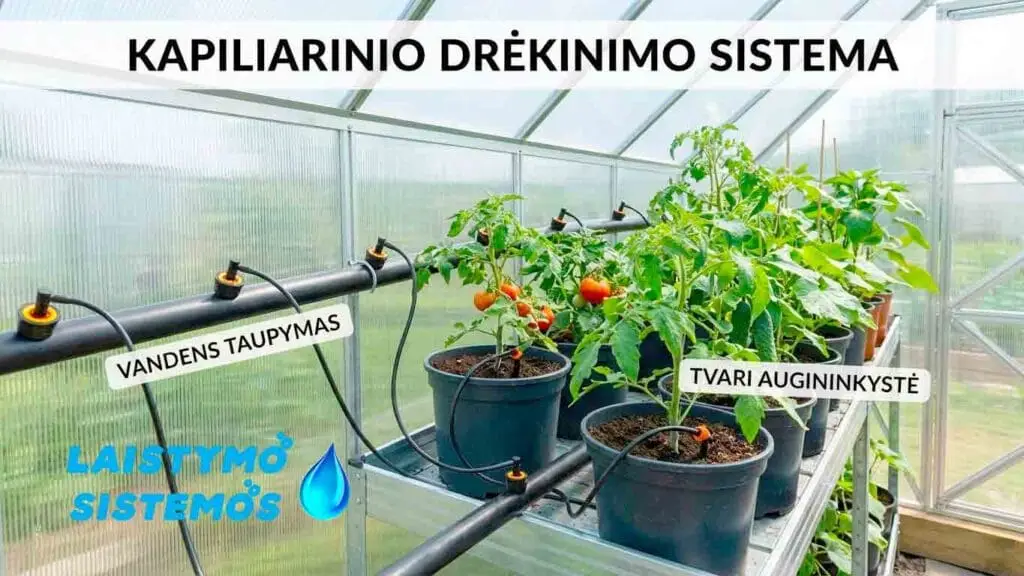 kapiliarinė laistymo sistema