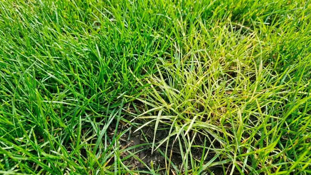 vešlios vejos priežiūra