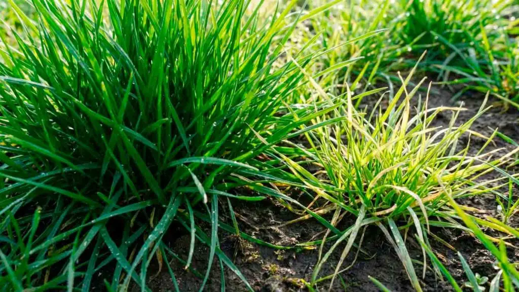 Kaip pasiekti tobulą vejos spalvą: Išsamus vadovas, užtikrinantis vešlią ir sveiką veją