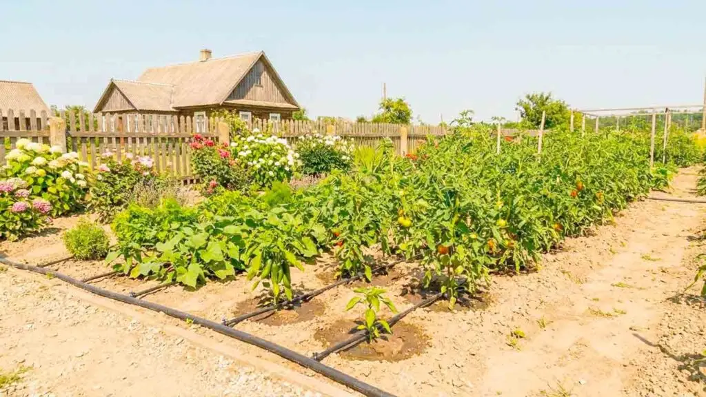 Karščio bangos Lietuvoje: kodėl augalams darosi per sunku?